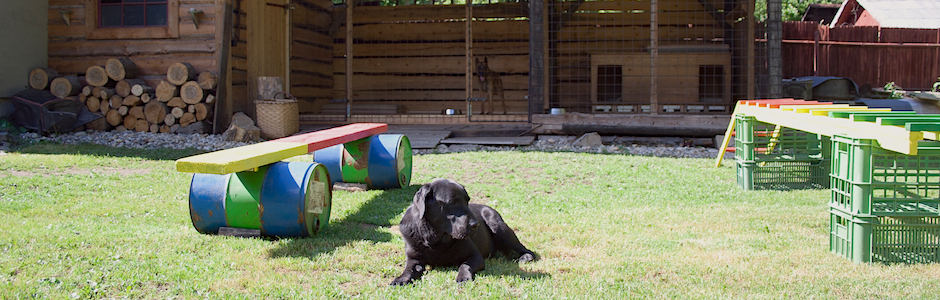 hotel pre psov Chiro- v�cvik a tr�ning psov