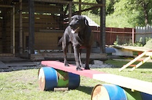 hotel pre psov - prekážky umožňujúce výcvik a tréning psa