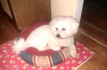 hotel pre psov - aréal pre menšie plemená psov